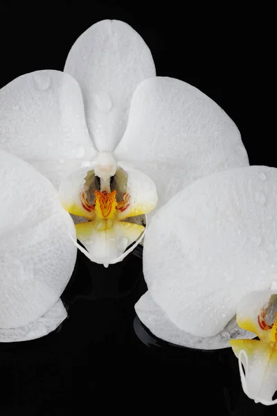 黒地白蘭、胡蝶蘭の花 — ストック写真