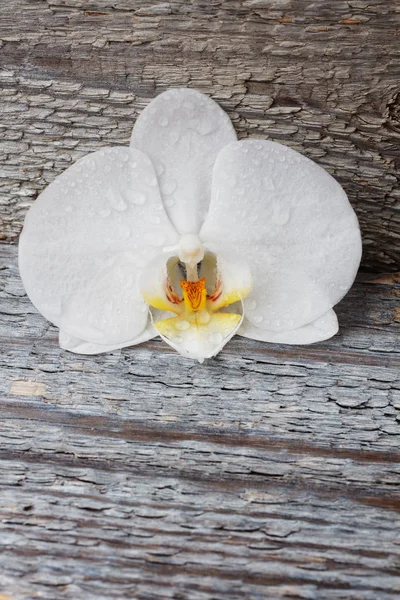 Orquídea blanca, flor phalaenopsis sobre un fondo de madera viejo —  Fotos de Stock