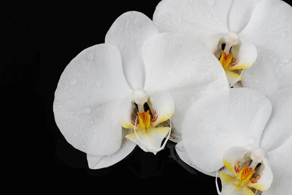 Orquídea branca, flores phalaenopsis no fundo preto — Fotografia de Stock