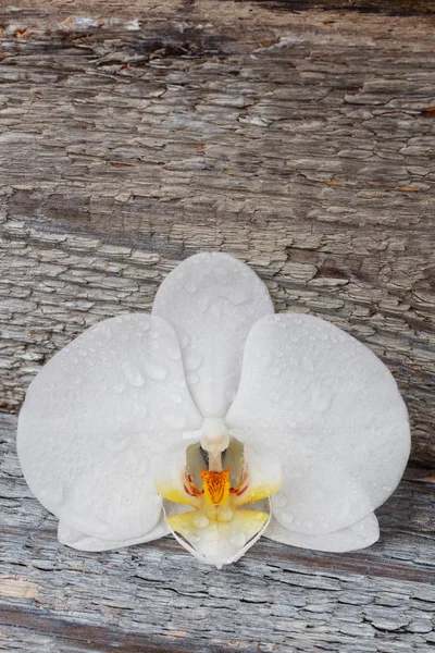 Orquídea blanca, flor phalaenopsis —  Fotos de Stock