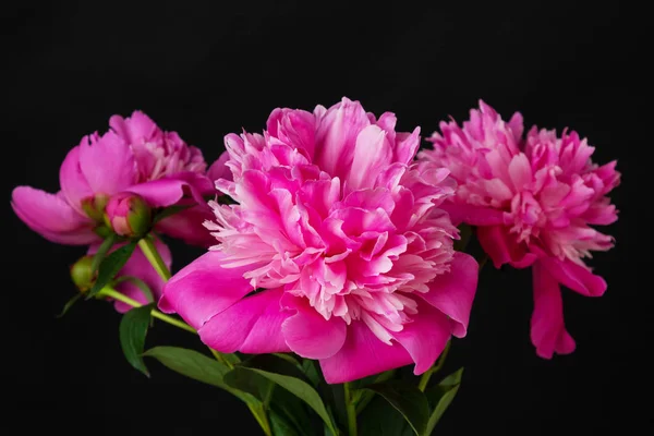 Ramo de peonías rosadas —  Fotos de Stock