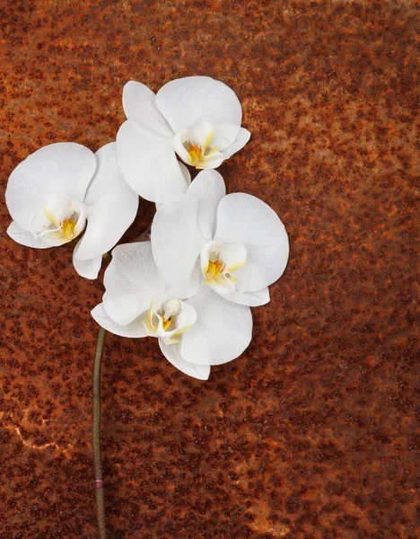 paslı bir arka plan üzerinde beyaz orkide şube