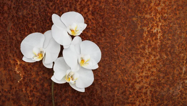Biała orchidea gałąź na tle zardzewiały — Zdjęcie stockowe