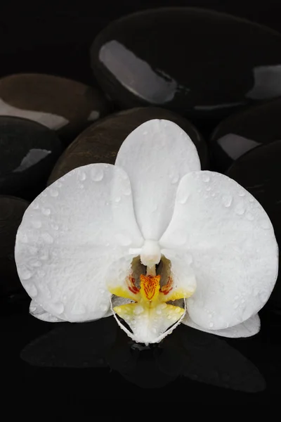 Piedras de guijarro y flor de orquídea blanca sobre fondo negro —  Fotos de Stock
