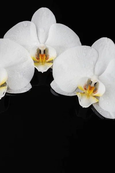 Orquídea branca, flores phalaenopsis no fundo preto — Fotografia de Stock