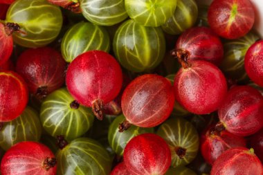 Taze bektaşi. Üstten Görünüm