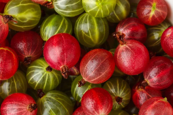 Taze bektaşi. Üstten Görünüm