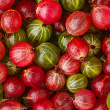Taze kırmızı ve yeşil bektaşi. Üstten Görünüm