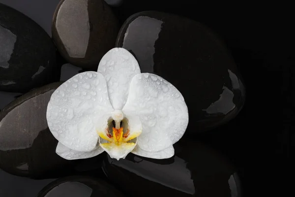 Pedras de seixo e orquídea de flor branca no fundo preto — Fotografia de Stock