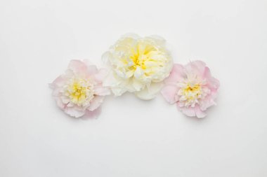 Beyaz zemin üzerinde üç peonies. Düz yatıyordu