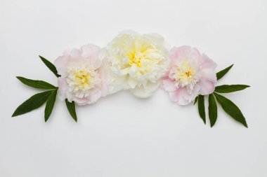 Beyaz bir arka plan üzerinde Peonies. Üstten Görünüm