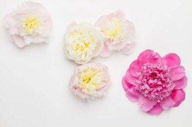 Beyaz bir arka plan üzerinde Peonies. Üstten Görünüm