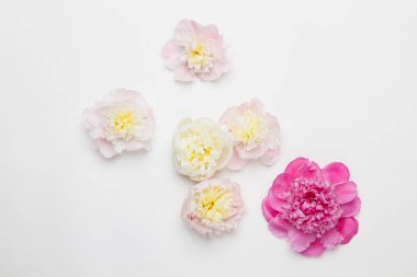 Beyaz bir arka plan üzerinde Peonies. Üstten Görünüm