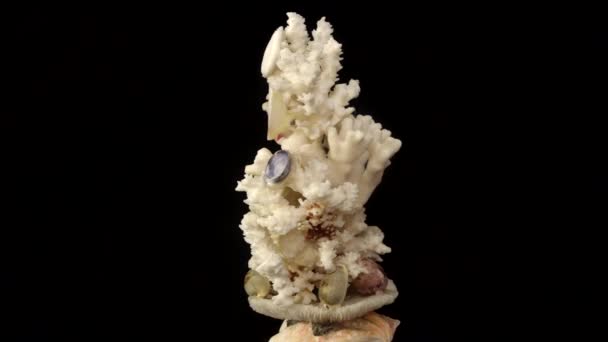 Decorative composition of corals — Stock Video