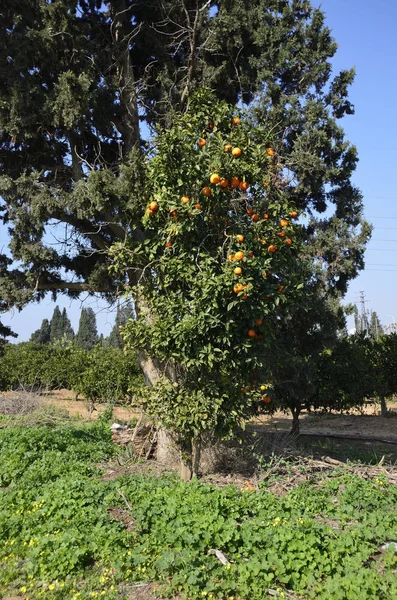 Ensamt träd apelsiner — Stockfoto
