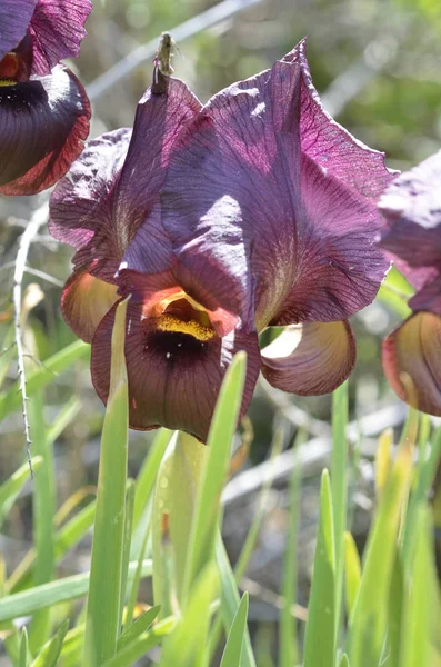 Iris dans la zone naturelle protégée de la ville de Netanya — Photo