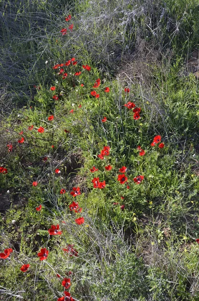 Die Kronenanemone — Stockfoto