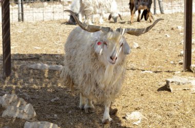 Angora goat farm clipart