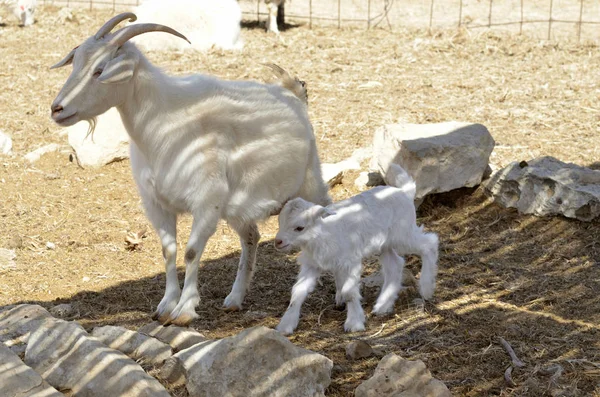 Angora keçi çocuk ile — Stok fotoğraf