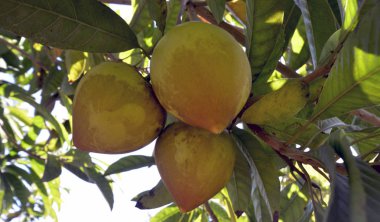 Canistel (Pouteria campechiana)