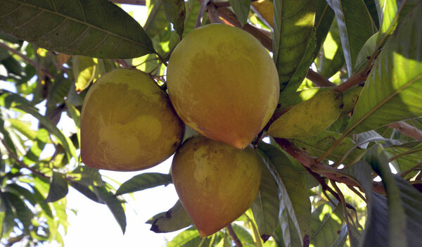 The canistel (Pouteria campechiana)