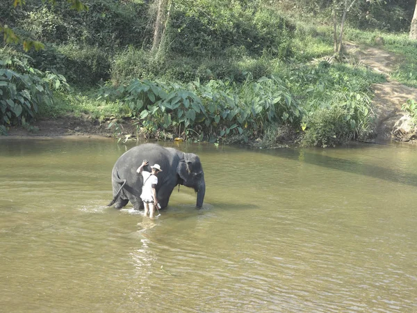 Fürdés egy elefánt — Stock Fotó