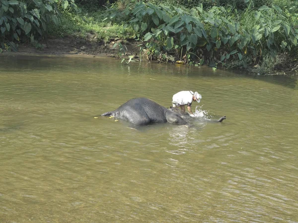 Bathing an elephant — Stock Photo, Image
