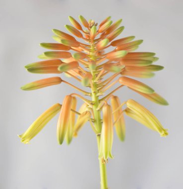 aloe tomurcuğu