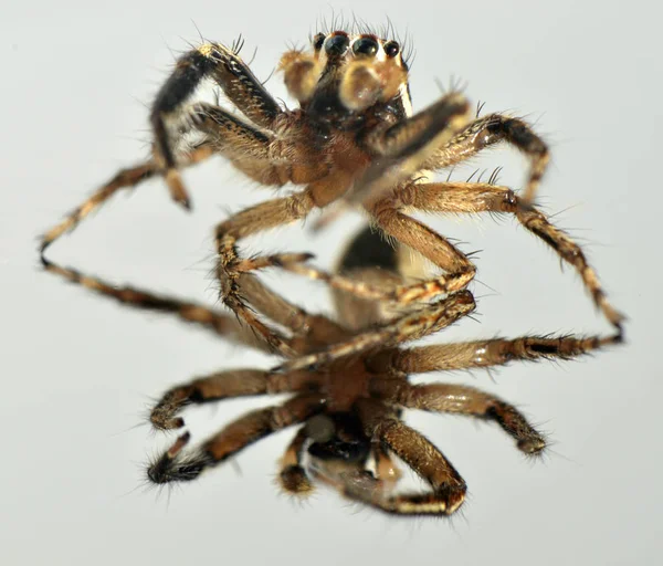 蜘蛛节肢动物动物 — 图库照片