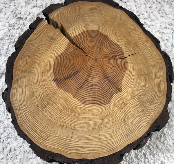 İskoç çam ağacı