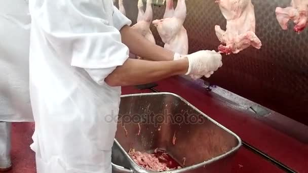 Fábrica de pollo kosher — Vídeo de stock