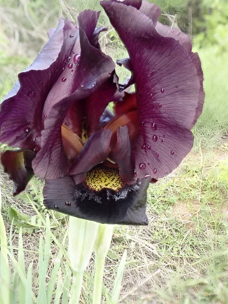 Iris dans la zone naturelle protégée après la pluie — Photo