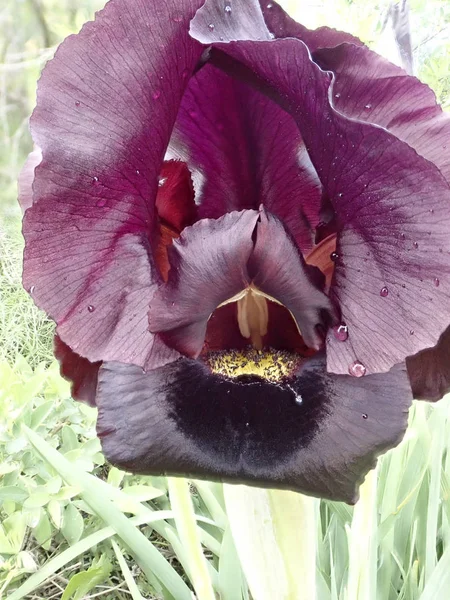 Iris i det skyddade naturområdet efter regnet — Stockfoto