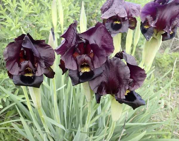 Iris i det skyddade naturområdet efter regnet — Stockfoto