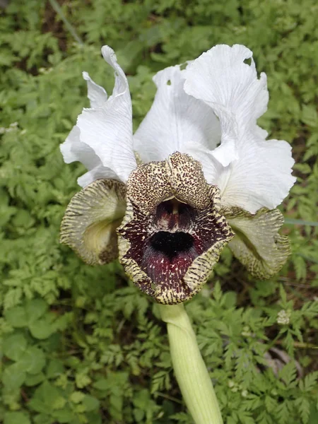 A Iris Nazareth — Fotografia de Stock