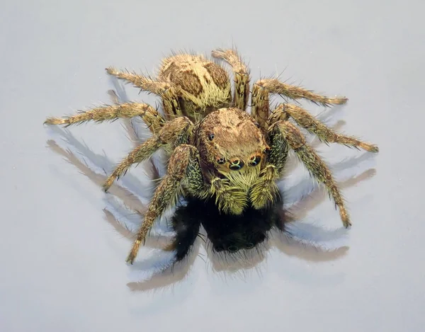 Shaggy pająk — Zdjęcie stockowe