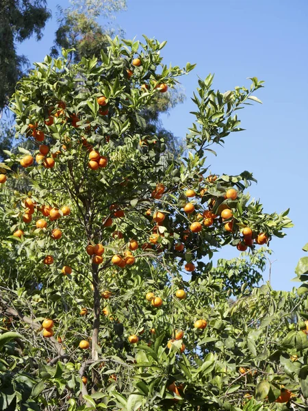 Frutas clementina — Fotografia de Stock