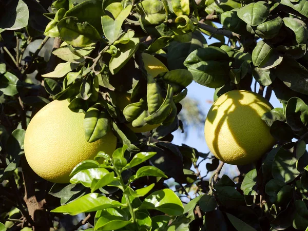 Árvore de fruto pomelo — Fotografia de Stock