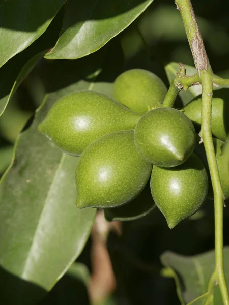 Alpinismo de frutas lang-lang — Fotografia de Stock