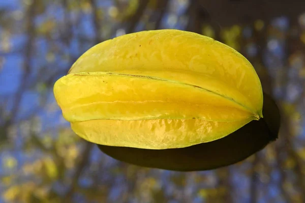 Six-ray star shaped carambola fruit — Stock Photo, Image