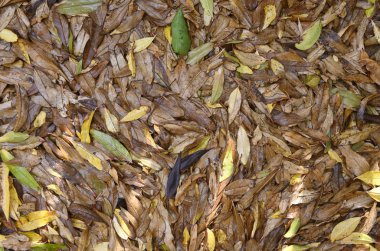 Düşen yapraklar tabakası