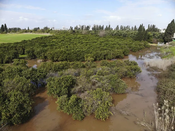 Flood in the orange garden — 스톡 사진