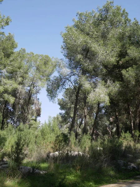 A Floresta dos Defensores é uma floresta do Fundo Nacional de Israel — Fotografia de Stock