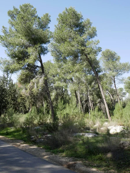 Las Obrońców jest lasem Funduszu Narodowego Izraela. — Zdjęcie stockowe