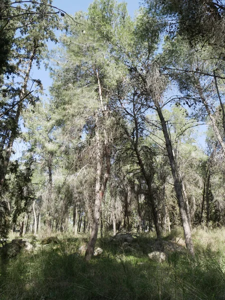 A Floresta dos Defensores é uma floresta do Fundo Nacional de Israel — Fotografia de Stock