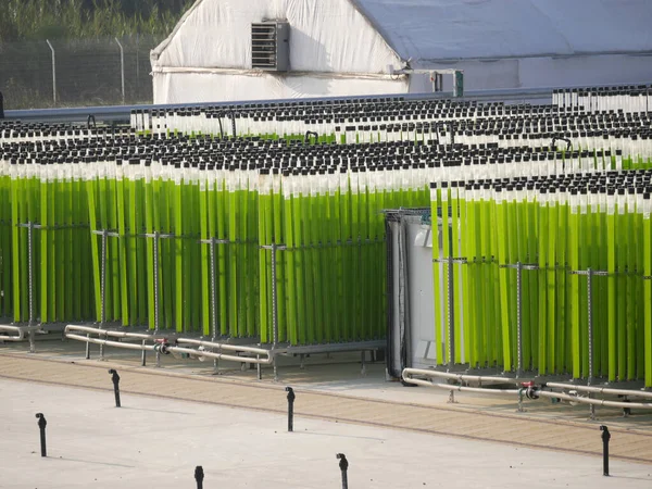 Dikey şeffaf borulardan su ile büyüyen algler.