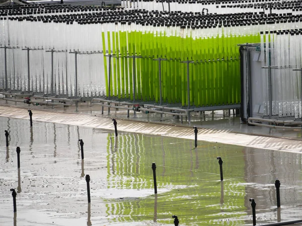 Cultivo Algas Tuberías Verticales Transparentes Con Agua — Foto de Stock