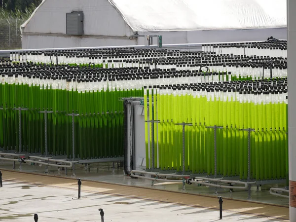 Algas Cultivando Fazenda Tubos Verticais Transparentes Com Água Imagens Royalty-Free