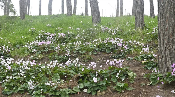 Tapis Fleurs Cyclamen Fleurs Sur Forêt Pins Ramat Menashe Rocky — Photo