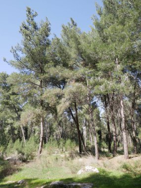 Shields Ormanı, kuzeyde Carmi Yosef ve Kfar Ben-Nun ve güneyde Baka ve Nachshon bölgeleri arasında yaklaşık 3.500 Dunam 'lık bir alanı kapsayan bir Yahudi Ulusal Fonu ormanıdır..